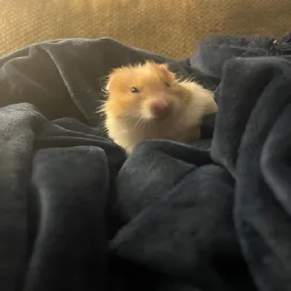 🐹