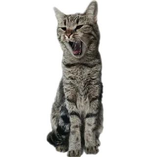🐱