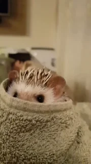 🙈