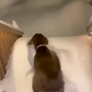 🤩