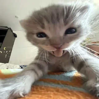🤩