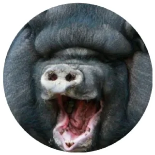 😆