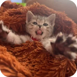 🐱