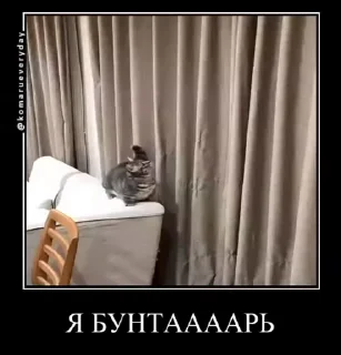 🐱