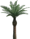 🌴