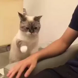 🐾