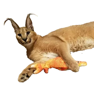 🐟