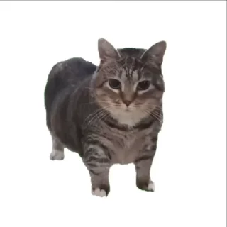 🐈
