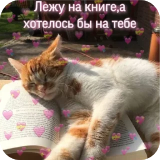 🐱