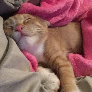😴