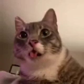 🌟