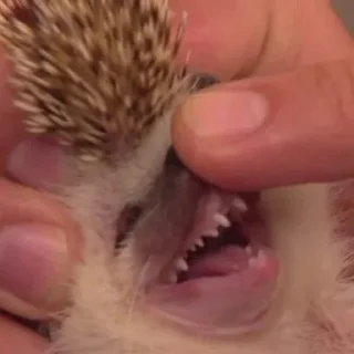 👹