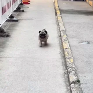 🐩