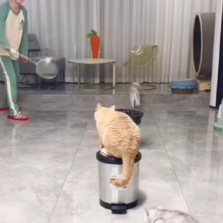 🐈