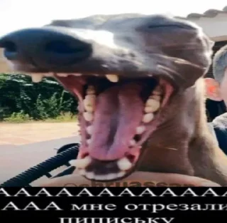 😂