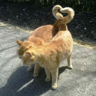 🐈