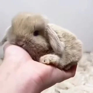 🥛