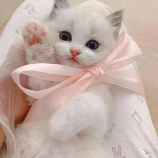 🐈