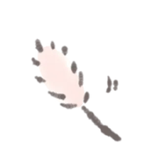 🪶