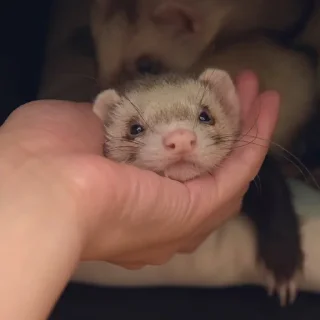 🤲