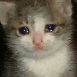 😿