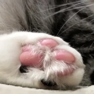 🫣