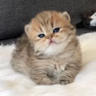 🥺