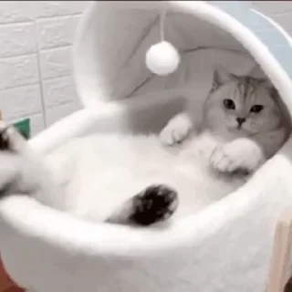 🐱