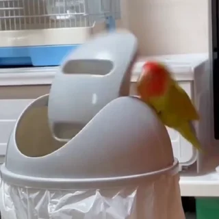 🦜
