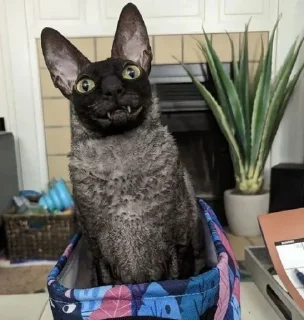 🦇