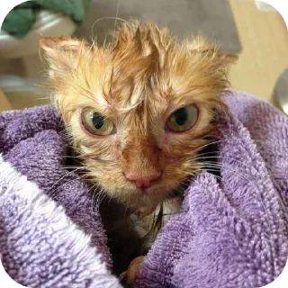 🐱