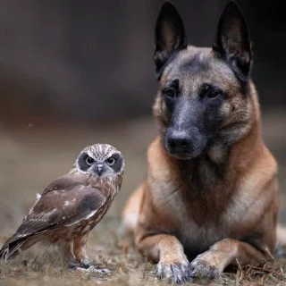 🐶