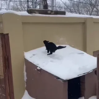 🐈