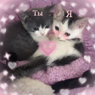 Пикчи с животными @colored_emotions