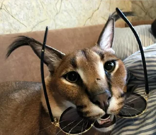 😎
