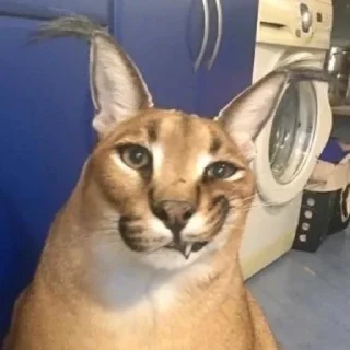😏