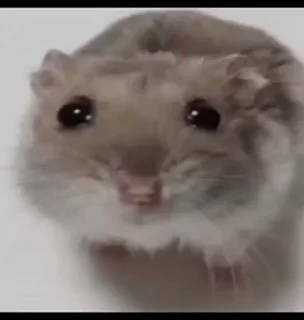 🤩