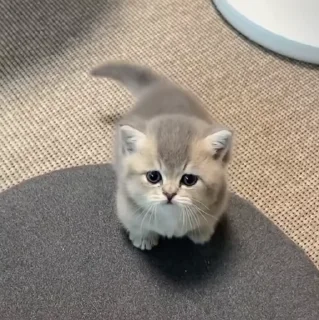 🐱
