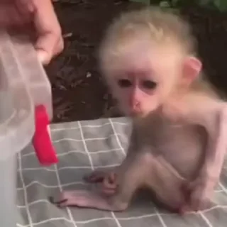 🐒