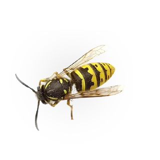 🐝