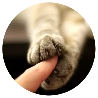 😺