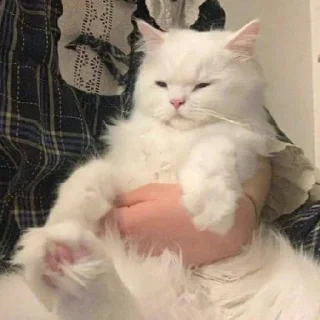 🐈
