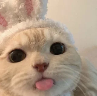 котики🐱 :: @fStikBot