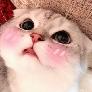 😻
