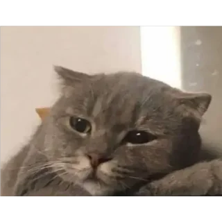 🐱