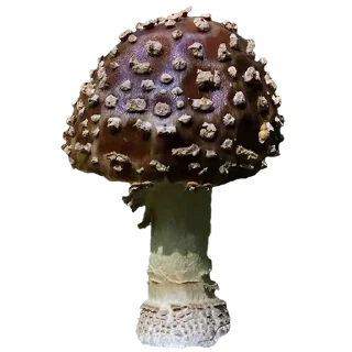 🍄