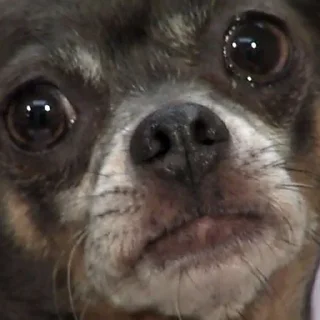 🐶