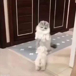 🤪