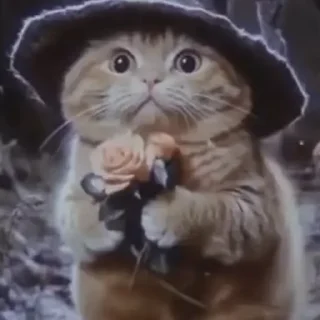 🐈