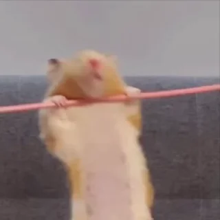 🐹